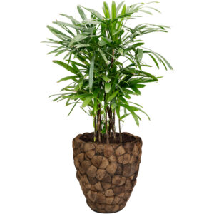 Be-Max-Office-Concepts-Bosco-coconut-plantenbak-plant-pot-kokosnoot