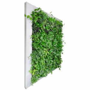 Be-Max-Office-Concepts-plantenwand-plant-groenwand-groen-kantoor-biophilic-design