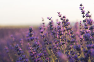 lavendel