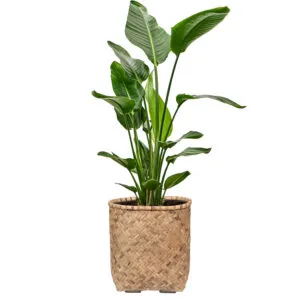 Be-Max-Office-Concepts-handgewegen-bamboe-plantenbak-plant-pot-mand
