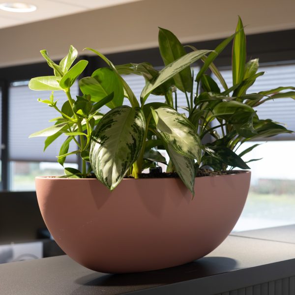 Be-Max-Office-Concepts-Bootschaal-plantenbak-plant-pot-schaal