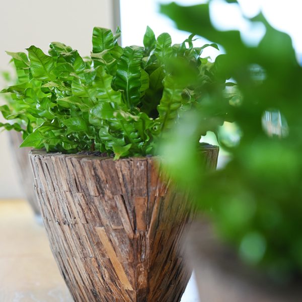 Be-Max-Office-Concepts-Bosco-Bark-ovale-plantenbak-plant-pot-boomschors-bootschaal