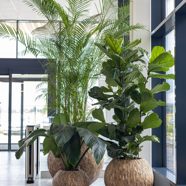 Be-Max-Office-Concepts-Bosco-bowl-cemani-ronde-plantenbak-plant-pot-hout