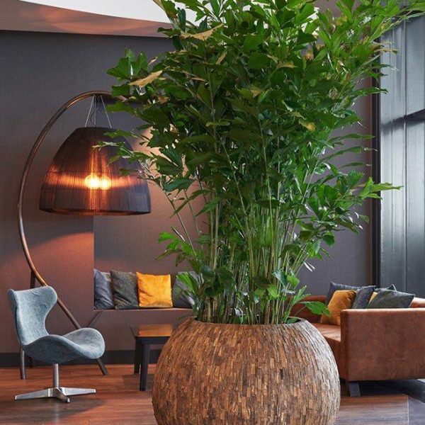 Be-Max-Office-Concepts-Bosco-bowl-cemani-ronde-plantenbak-plant-pot-hout