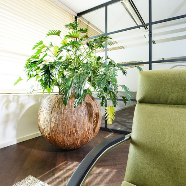 Be-Max-Office-Concepts-Bosco-bowl-cemani-ronde-plantenbak-plant-pot-hout
