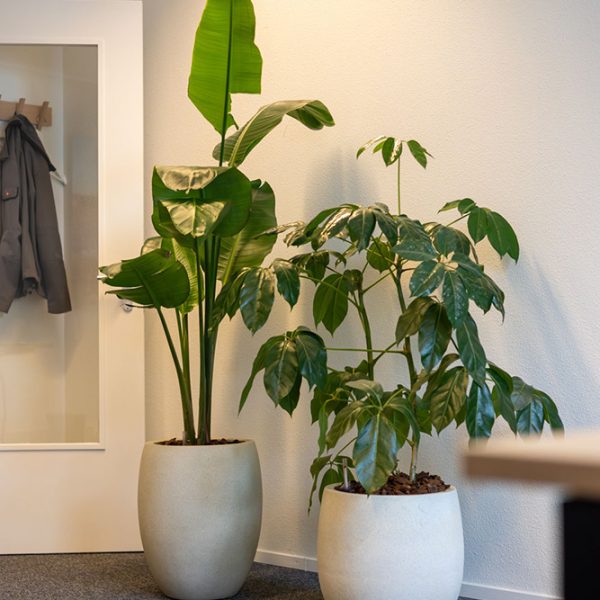 Be-Max-Office-Concepts-Grigio-Balloon-plantenbak-plant-pot-betonlook-plantenpot-bloempot