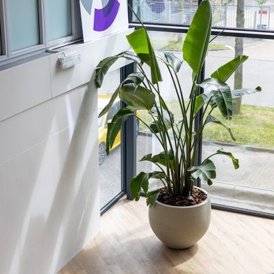 Be-Max-Office-Concepts-urban-jumbo-orb-ronde-plantenbak-plant-pot-groen-bloempot-bak