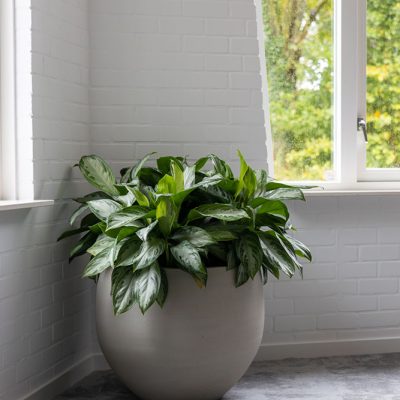 Be-Max-Office-Concepts-urban-jumbo-orb-ronde-plantenbak-plant-pot-groen-bloempot-bak