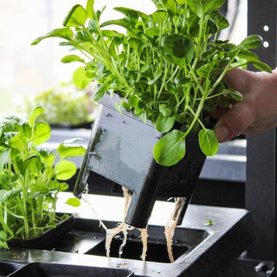 Be-Max-Office-Concepts-vegger-vertical-farming-kweken-kweeksysteem-plant-groen-moestuin