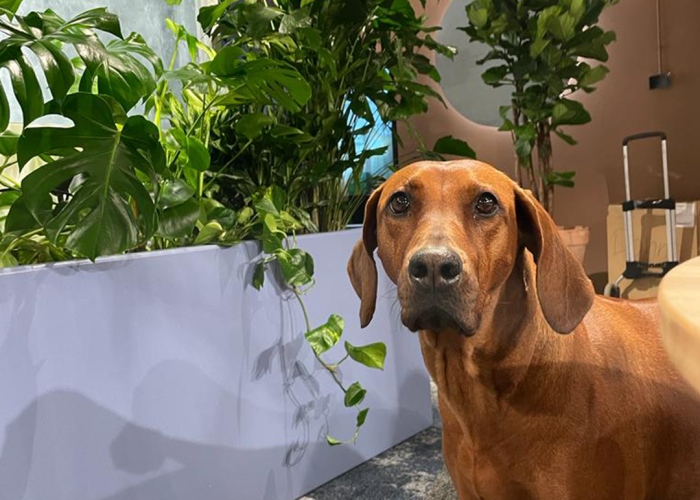 bemax-biophilic-design-dutch-design-week-ddw-2023-event-eindhoven